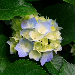 hydrangeas